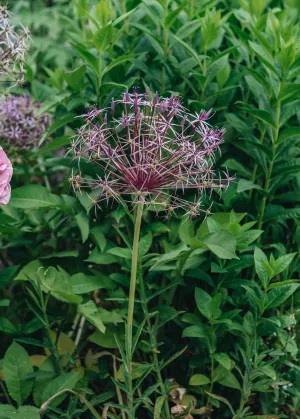 Allium Christophii AGM