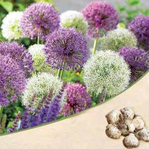 Allium (Random Color) - Bulbs