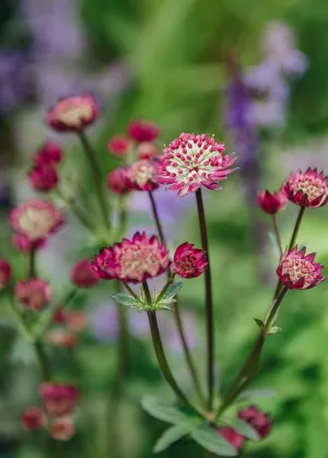 Astrantia major Star of Beauty