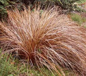 Bronze Curls Grass - Carex ssp - Ornamental Grass - 10 Seeds