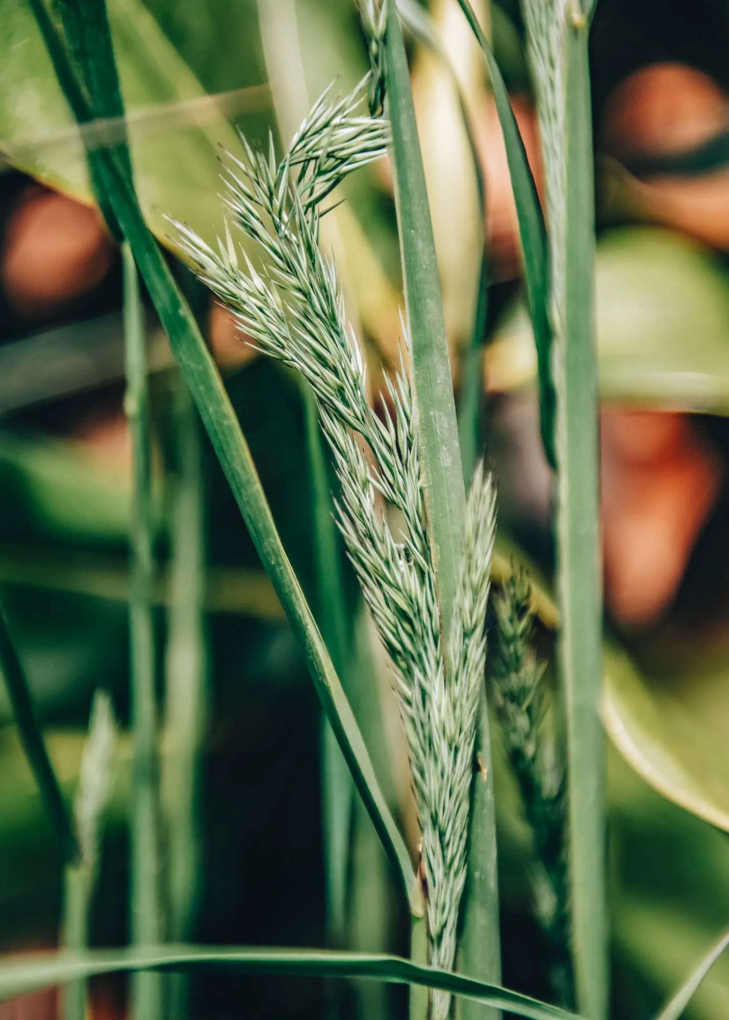 Calamagrostis Karl Foerster AGM