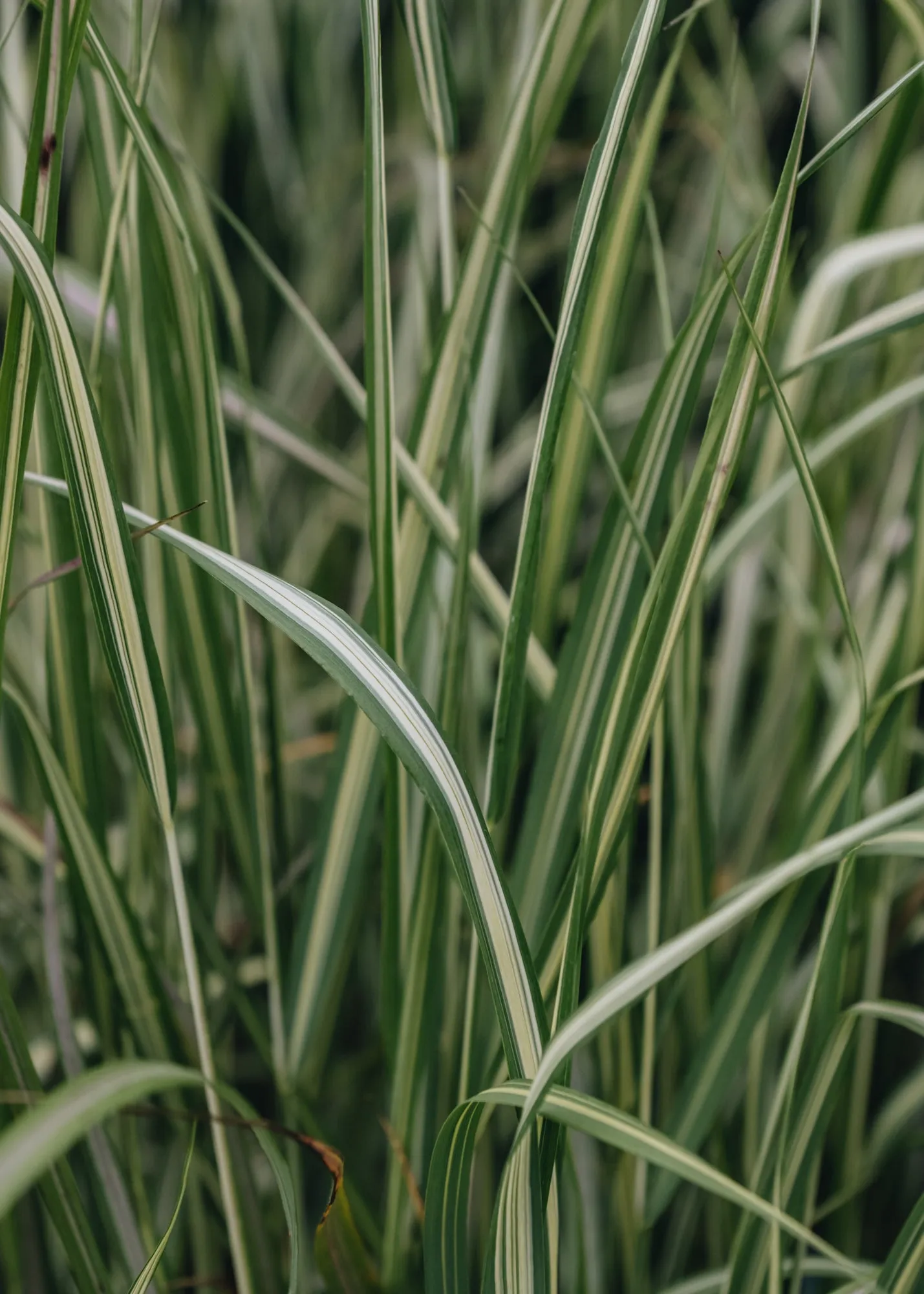 Calamagrostis Overdam