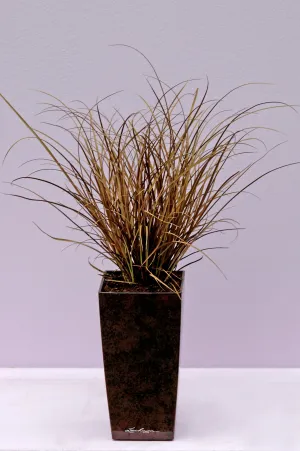 Carex Auburn - 5 seeds