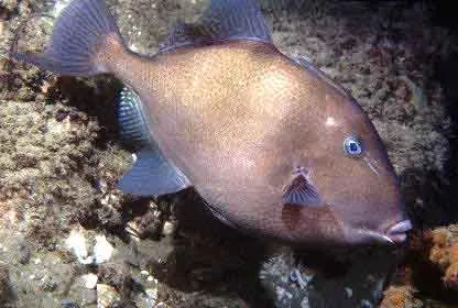 Caribbean Grey Trigger Fish - Striking Grey Coloration & Interactive Nature