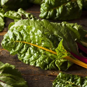 Chard 'Rainbow  Bright Lights'