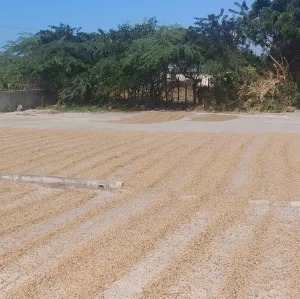 Dominican Republic Washed Arabica Barahona AA 'Paraiso'