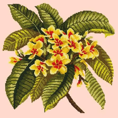 Frangipani