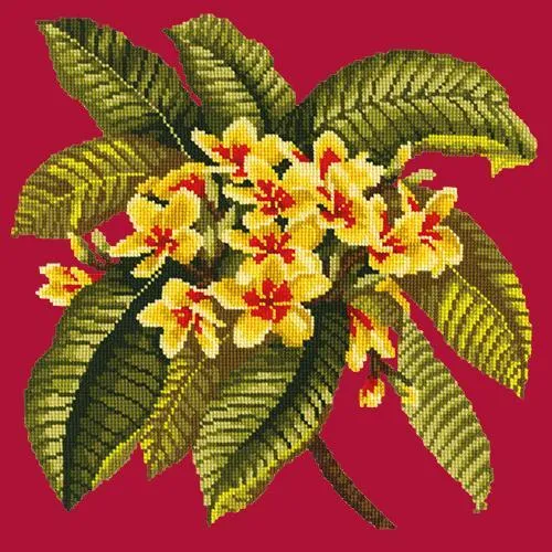 Frangipani