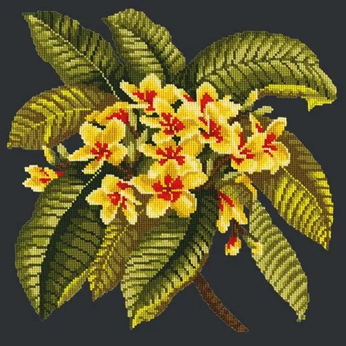 Frangipani