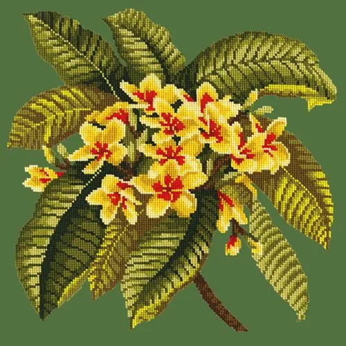 Frangipani