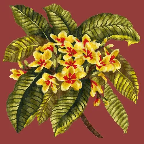 Frangipani