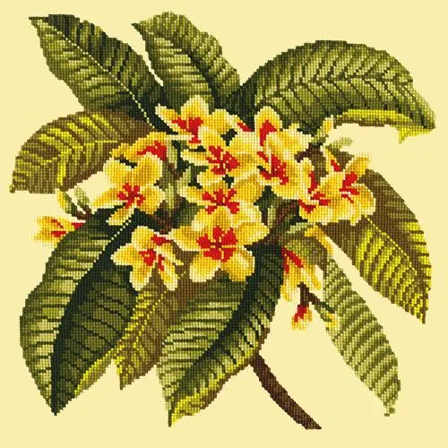 Frangipani