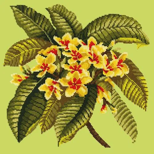 Frangipani