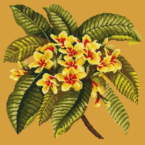 Frangipani