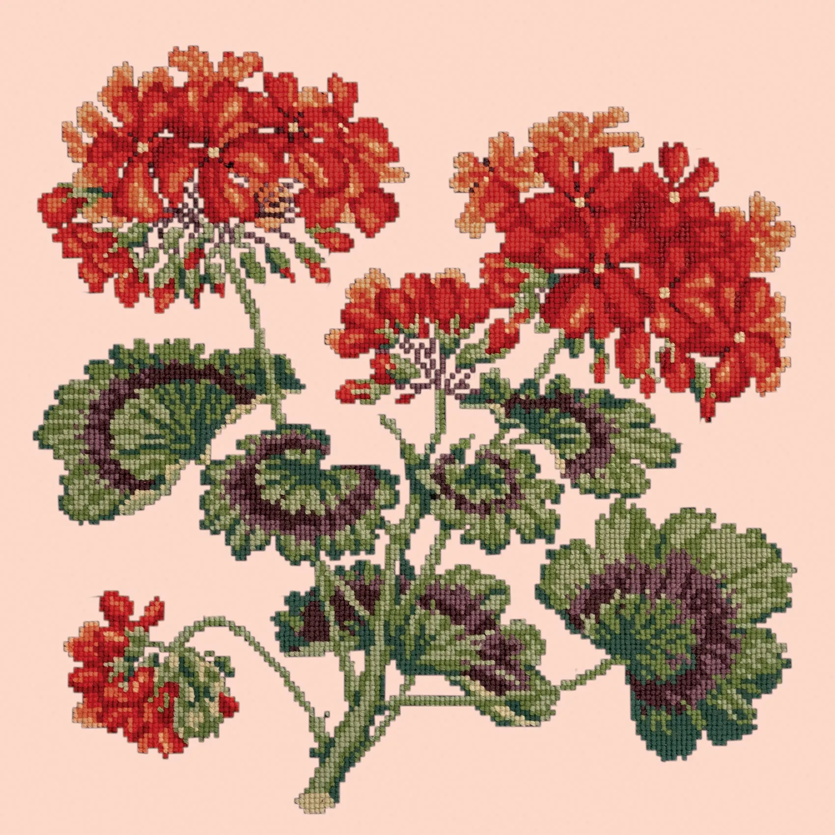 Geranium