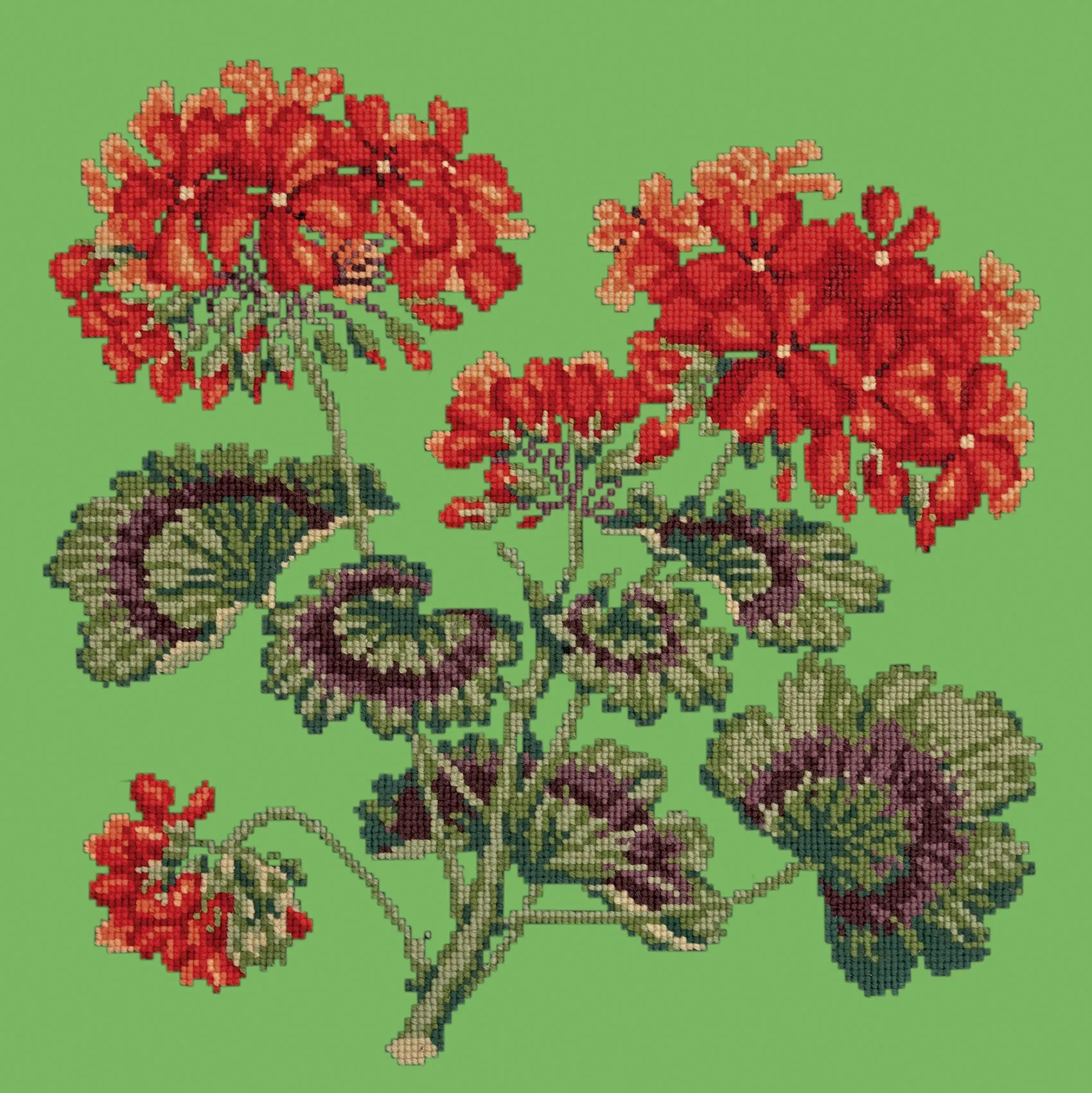 Geranium