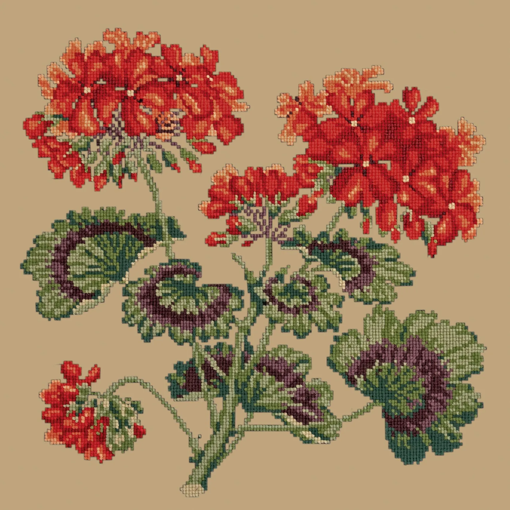 Geranium