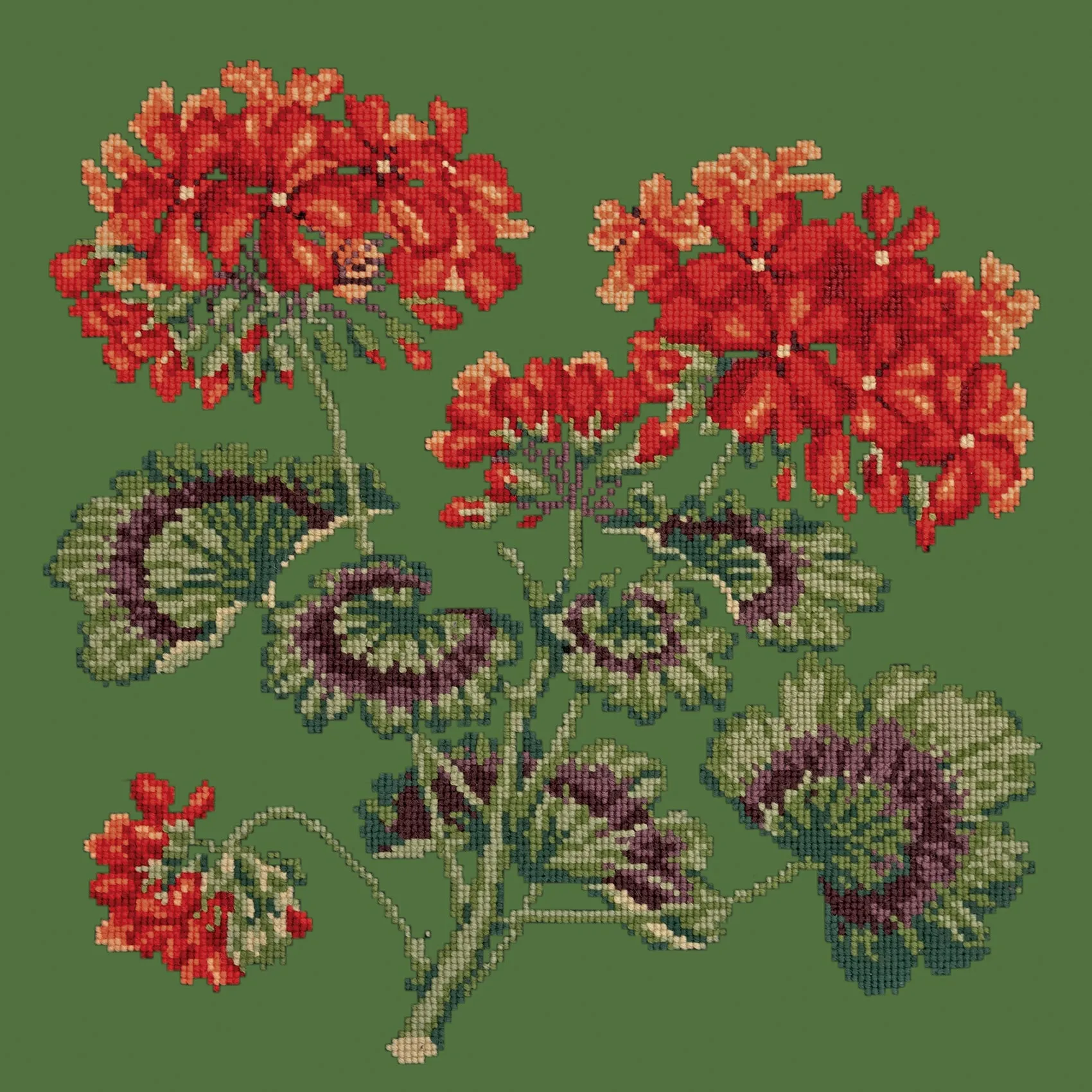 Geranium