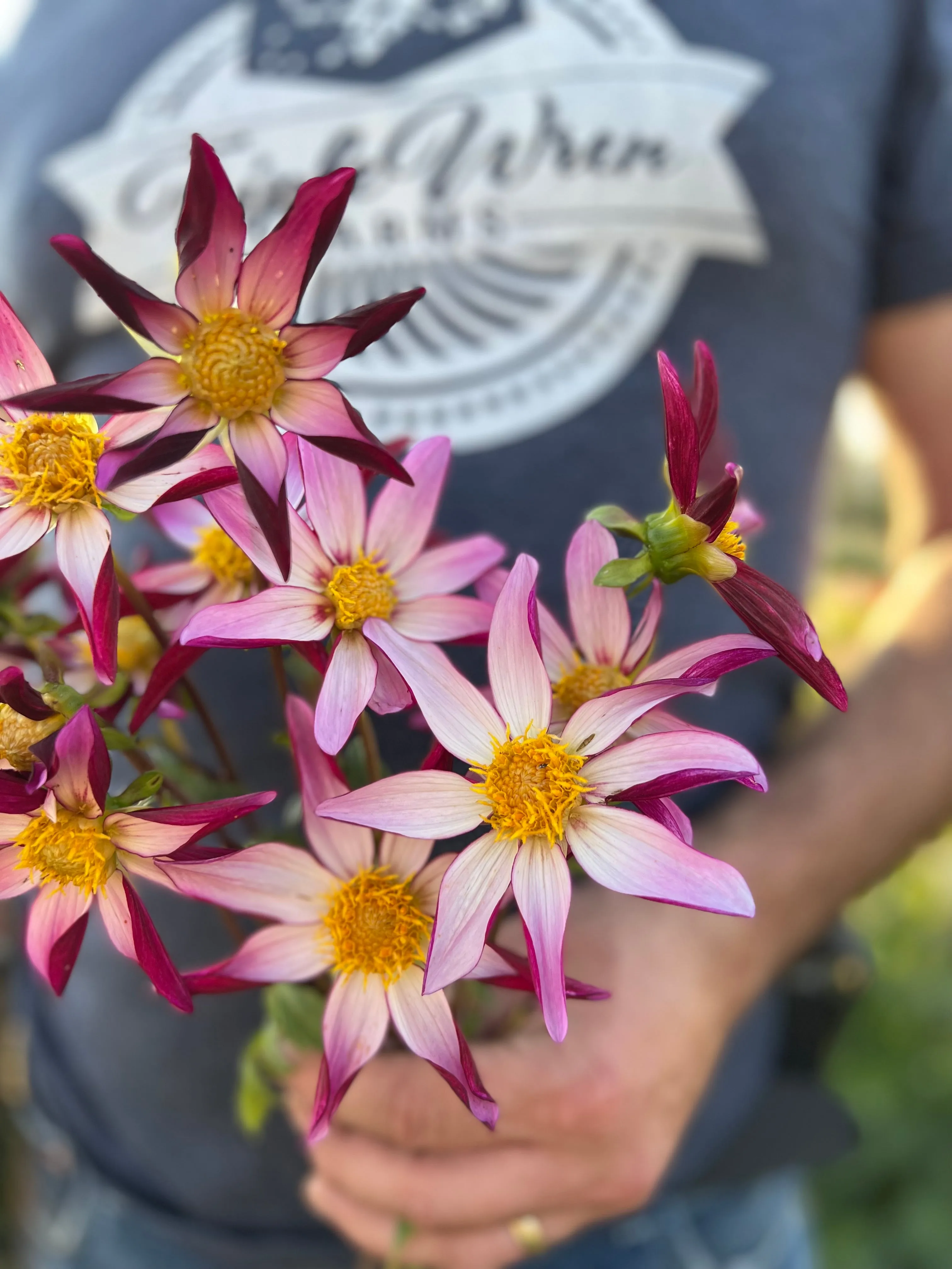 GG's Two Faced Dahlia Tuber