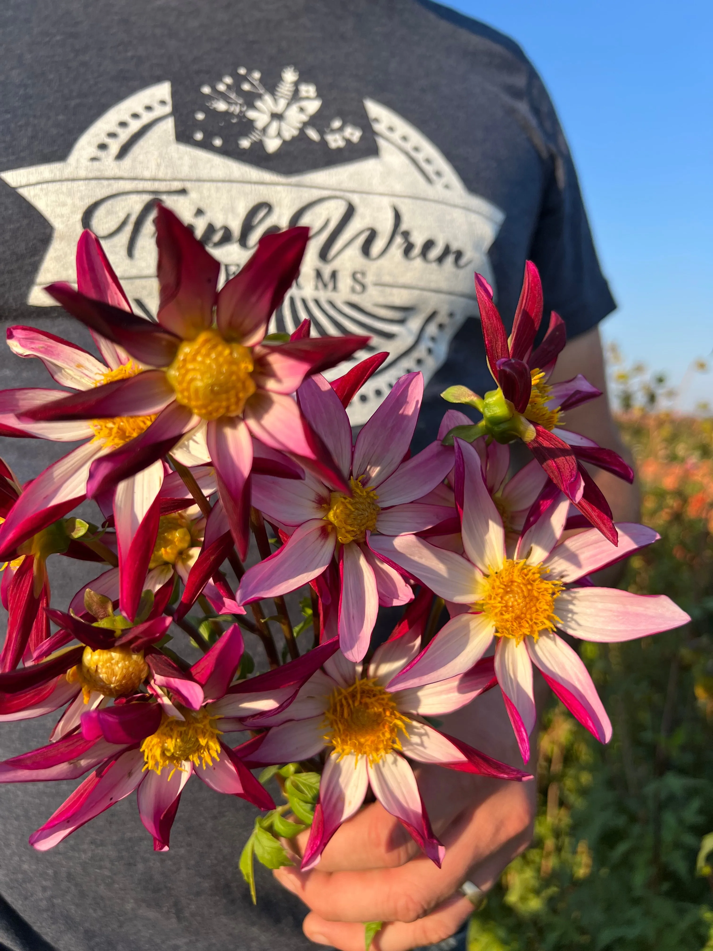 GG's Two Faced Dahlia Tuber