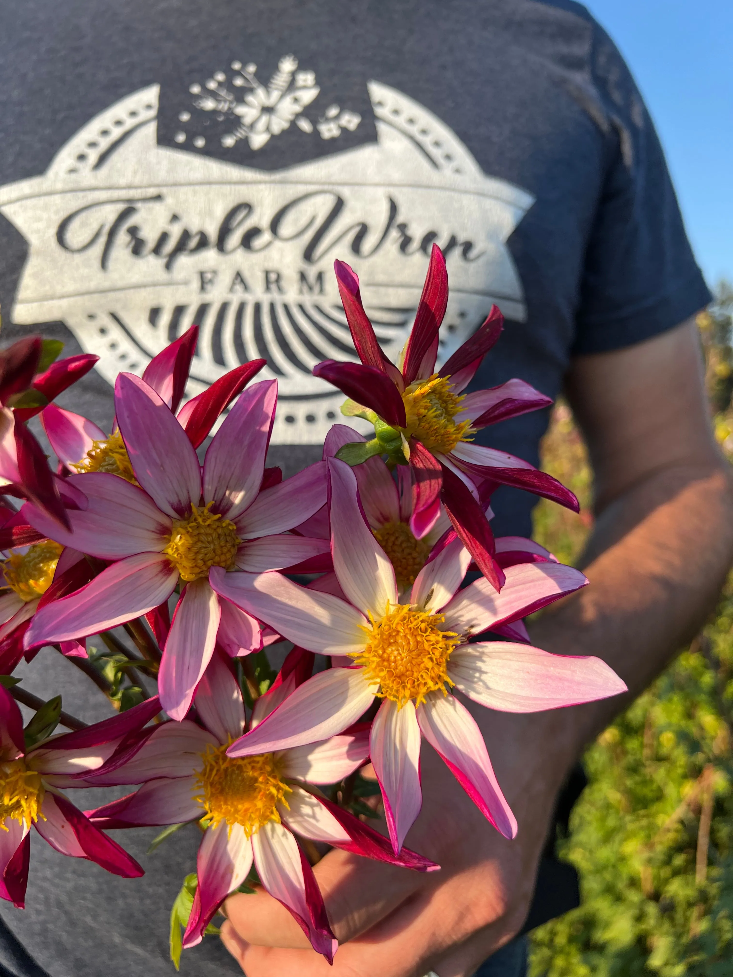 GG's Two Faced Dahlia Tuber