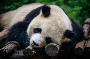 Graceful Giants: Panda Bears of China's Zoo