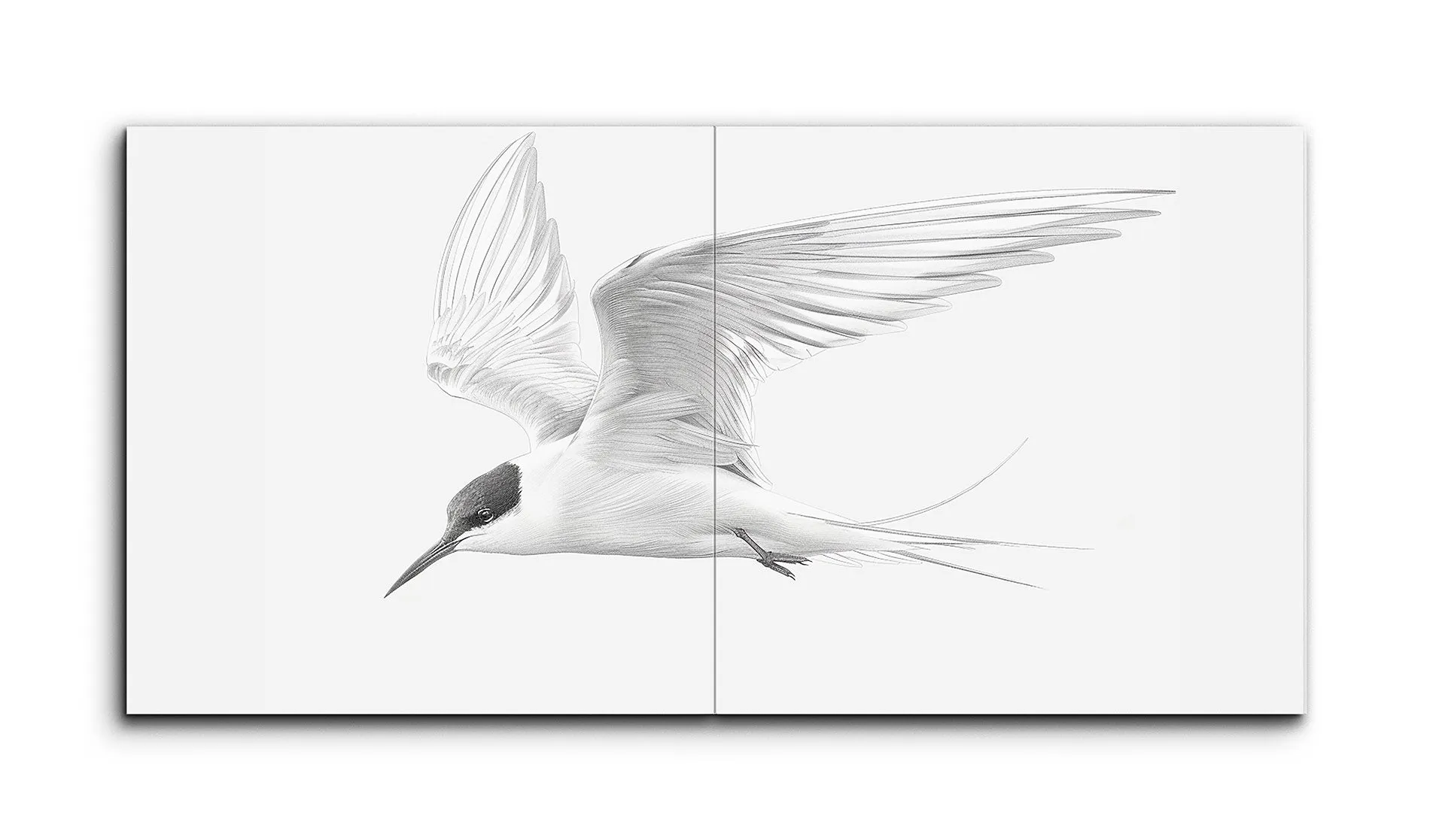 Graceful Tern in Flight: Monochrome Elegance