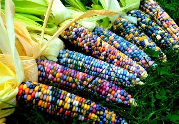 Heirloom Organic Indian Corn Seeds (Aka Glass Gem Corn)