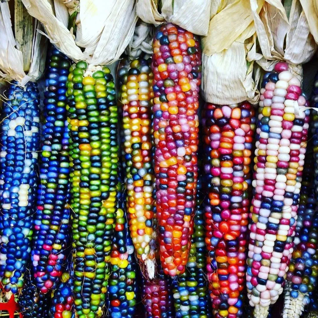 Heirloom Organic Indian Corn Seeds (Aka Glass Gem Corn)