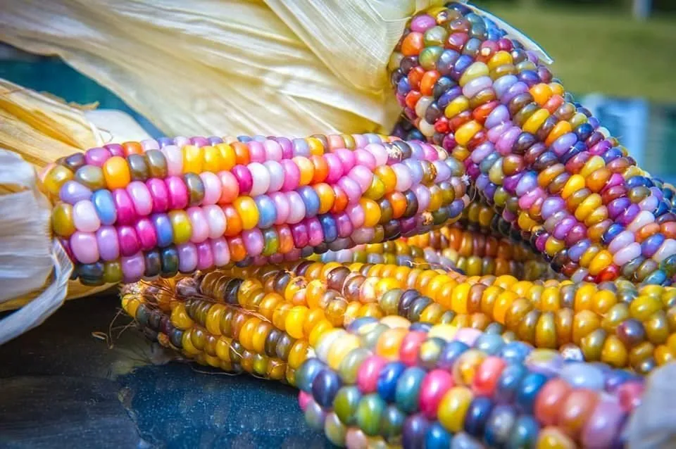 Heirloom Organic Indian Corn Seeds (Aka Glass Gem Corn)