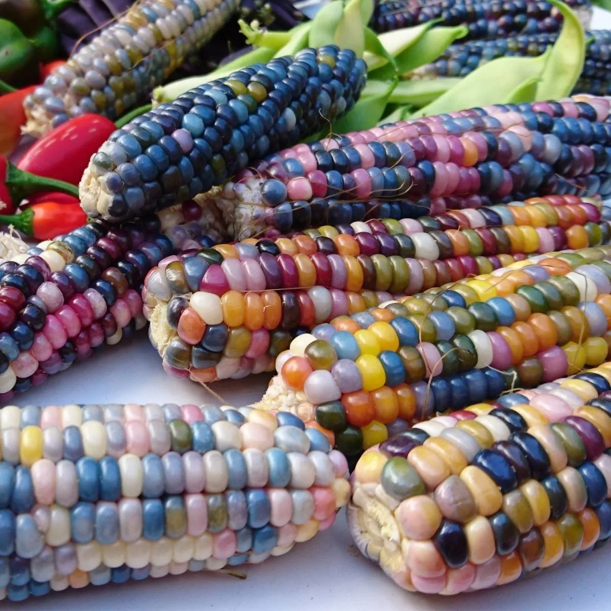 Heirloom Organic Indian Corn Seeds (Aka Glass Gem Corn)