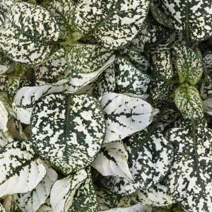 Hypoestes Splash Select White - Evergreen Perrenial Shrub - 10 Seeds