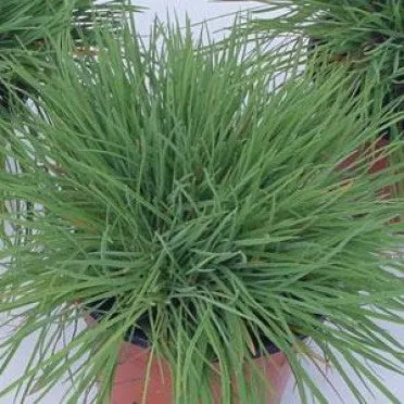 Koeleria glauca Coolio - June Grass - Ornamental Grass - 10 Seeds