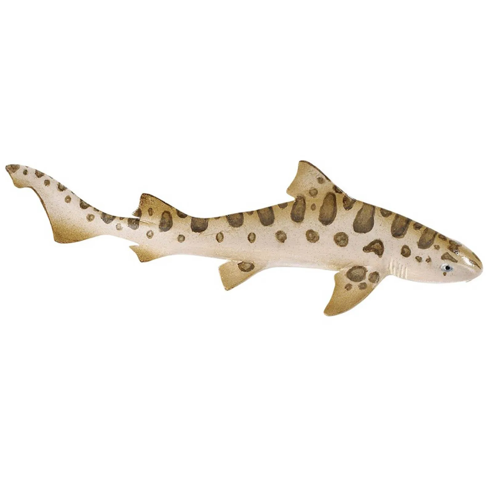 Leopard Shark Sea Life Safari Ltd