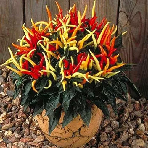 Medusa Chilli Pepper - Capsicum Annuum - 5 Seeds