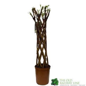 Salix Hybrid Living Braided Willow Sculpture Mixed Stem 80cm 19cm pot (NL)