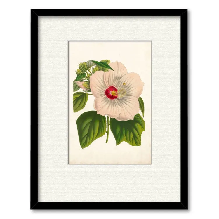 Striking Hibiscus 16" x 20" Framed and Matted Art