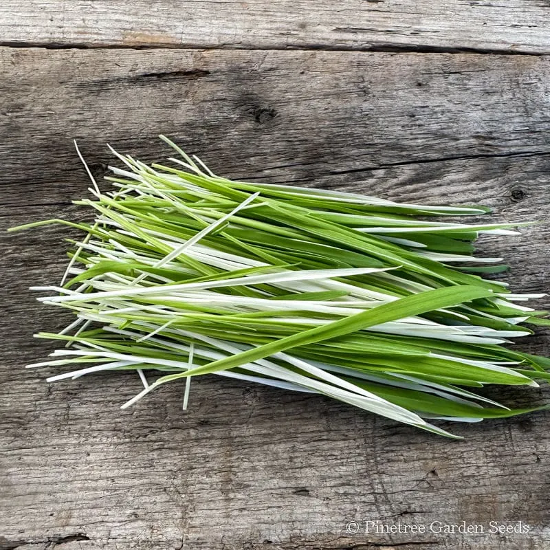 Tabby Cat Grass